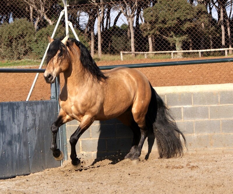 Brown Horse in Arena — Active