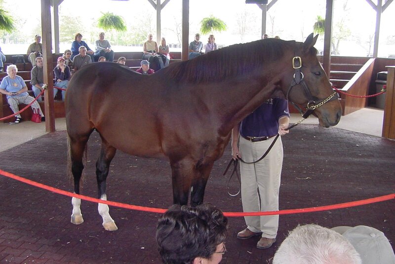 Brown Horse in Arena