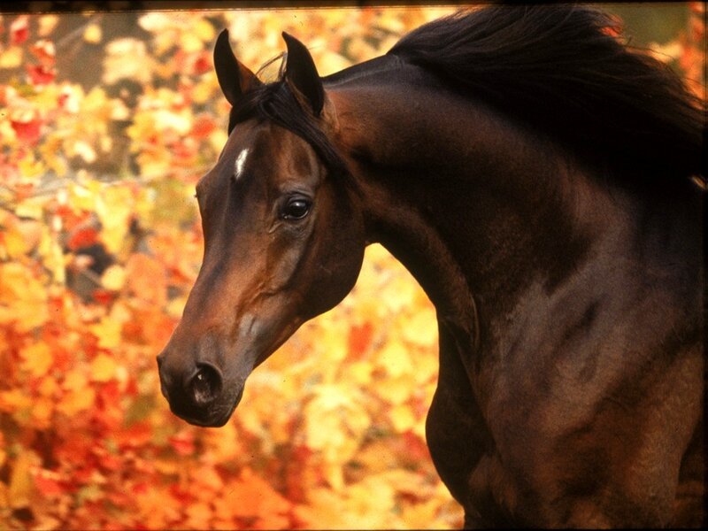 Brown Horse in Autumn — Calm