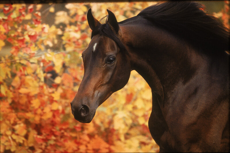 Brown Horse in Autumn
