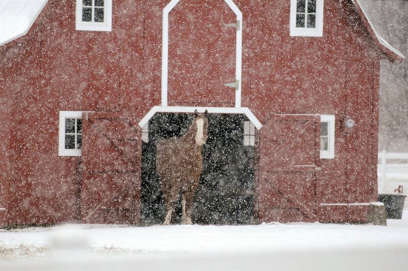 Brown Horse in Barn