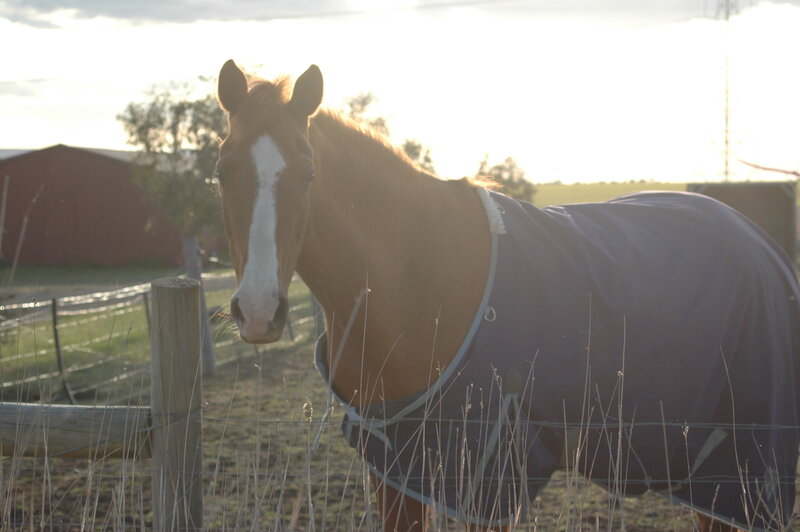 Brown Horse in Blanket