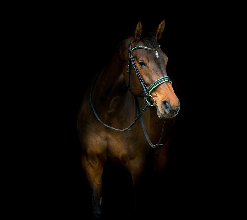 Brown Horse in Bridle — Dramatic, Photograph, Black Background