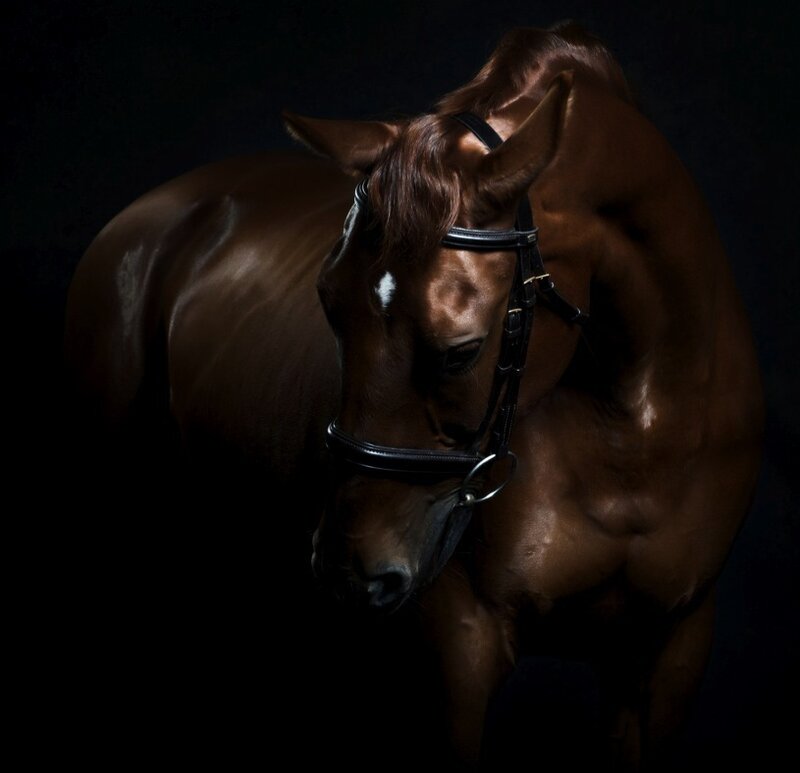 Brown Horse in Bridle — Dramatic, Photograph, Dark Background, Black
