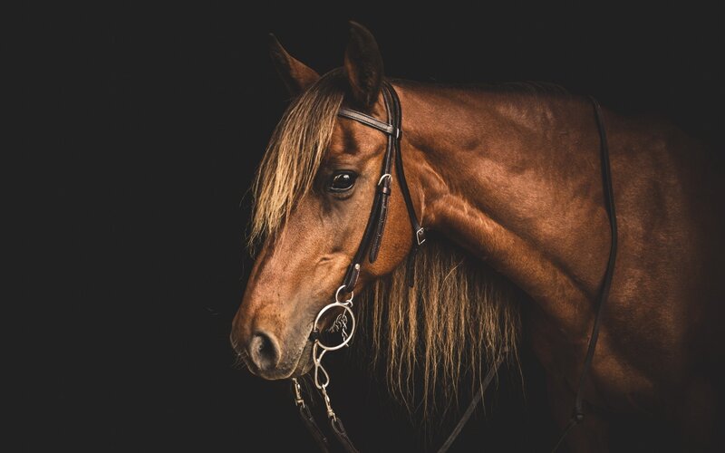 Brown Horse in Bridle — Dramatic, Photograph, Dark Background