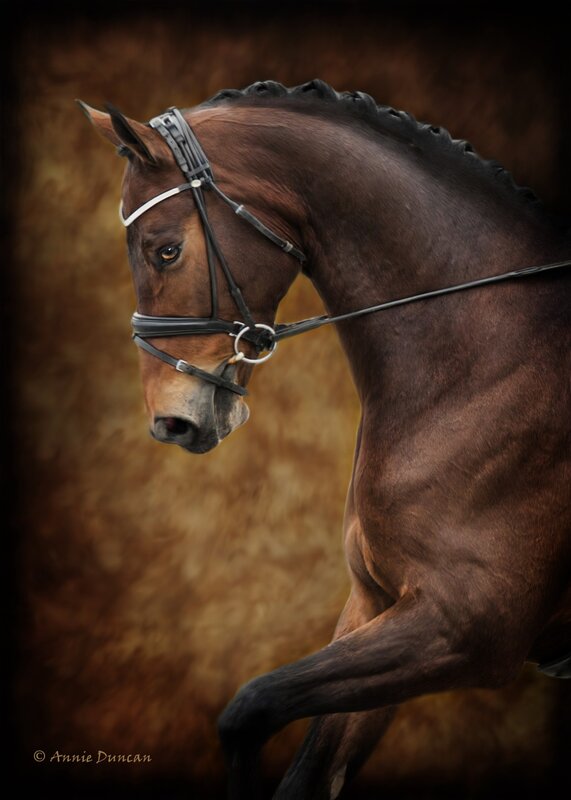 Brown Horse in Bridle — Dramatic, Photograph, Mane