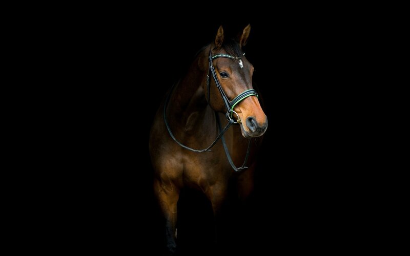 Brown Horse in Bridle — Dramatic, Photograph