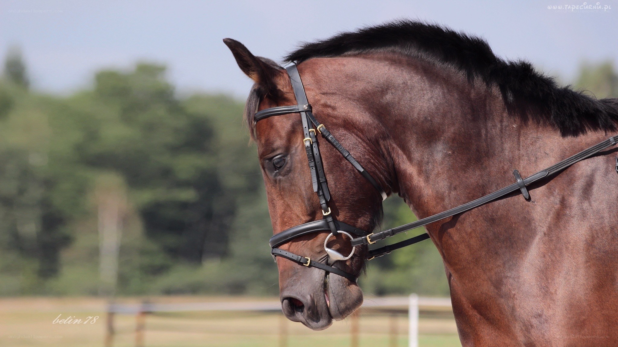 brown horse in bridle