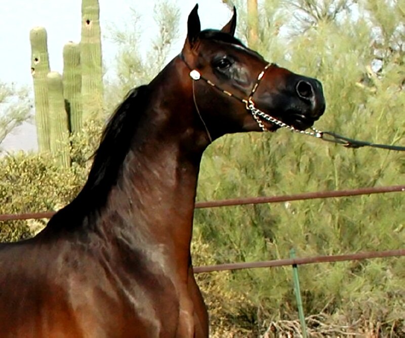 Brown Horse in Desert — Calm