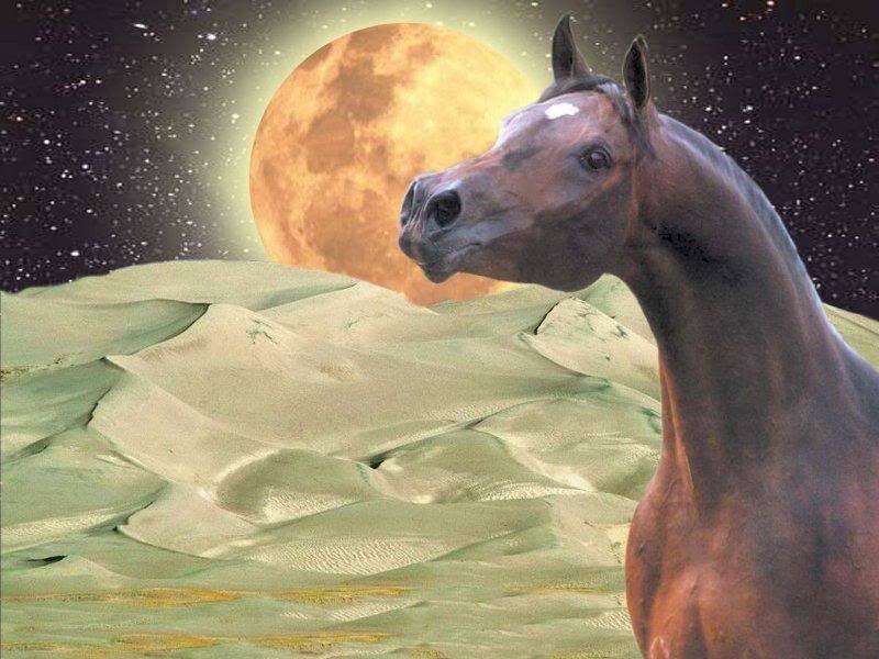 Brown Horse in Desert — Dramatic