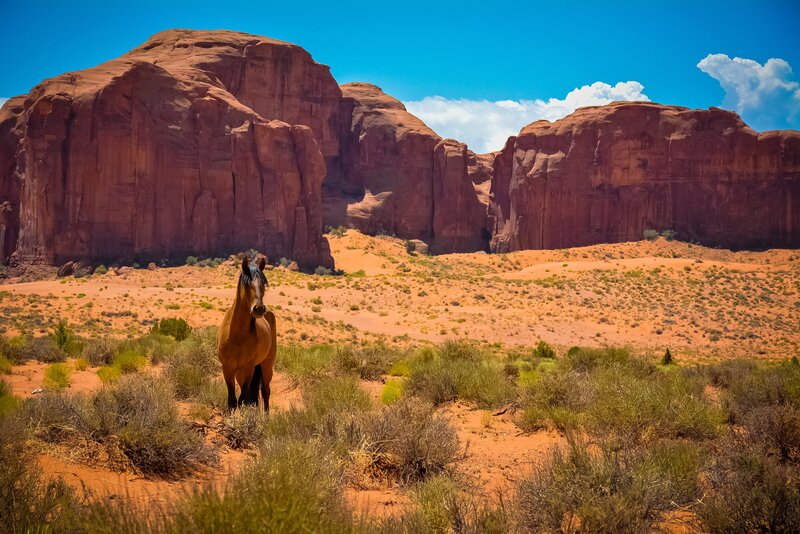 Brown Horse in Desert — Red
