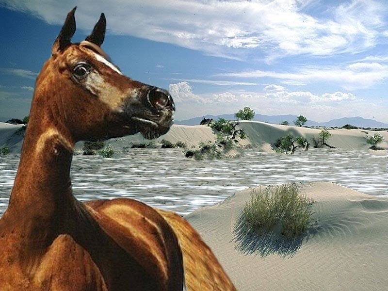 Brown Horse in Desert