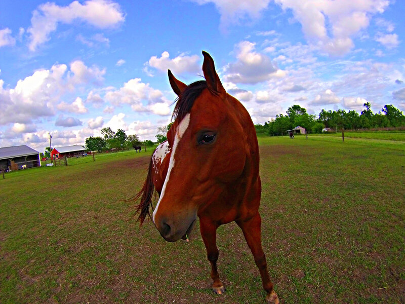 Brown Horse in Field — Blue
