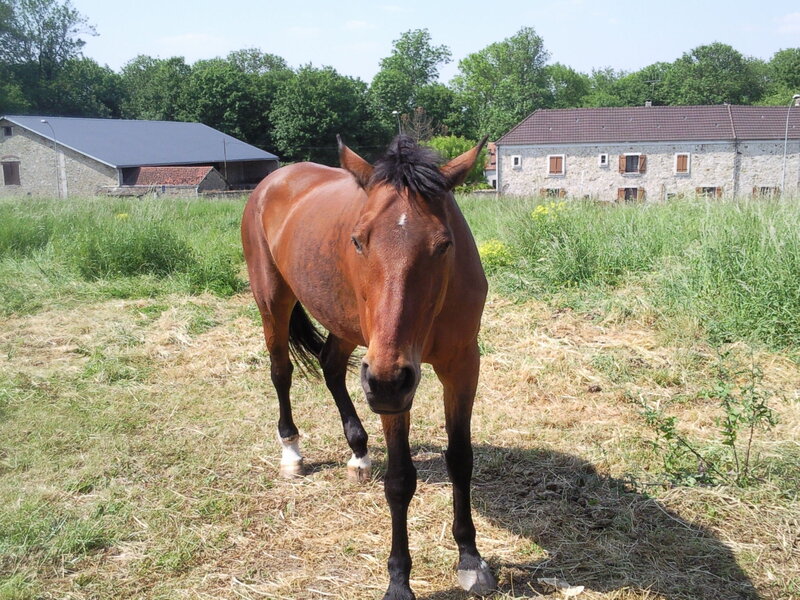 Brown Horse in Field — Calm, Afternoon, Photograph, Barns
