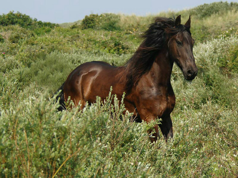 Brown Horse in Field — Calm, Afternoon, Photograph, Grass, Hills