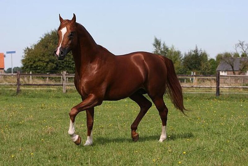 Brown Horse in Field — Calm, Afternoon, Photograph, Grass