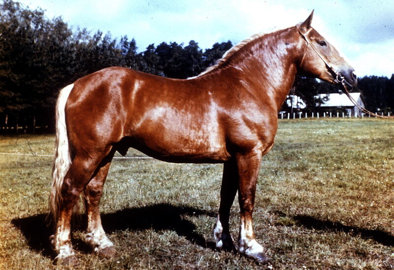 Brown Horse in Field — Calm, Afternoon, Photograph, Grass, Trees, Building