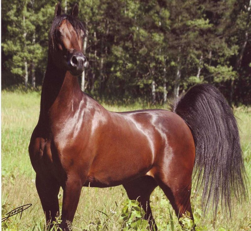 Brown Horse in Field — Calm, Afternoon, Photograph, Grass, Trees, Tail
