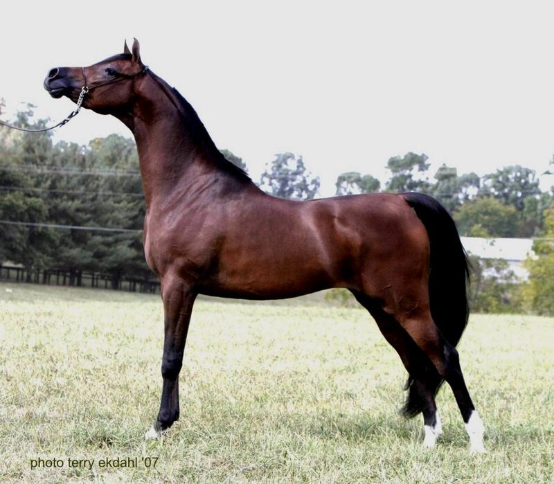 Brown Horse in Field — Calm, Afternoon, Photograph, Grass, Trees