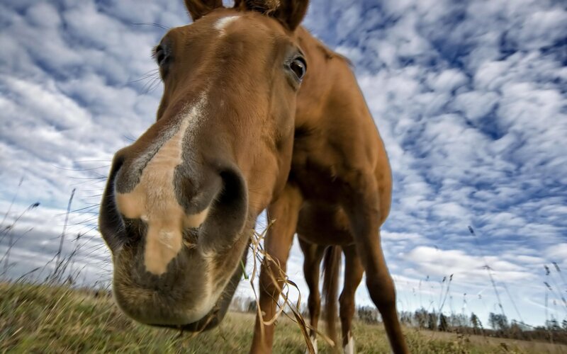 Brown Horse in Field — Calm, Afternoon, Photograph, Sky, Grass