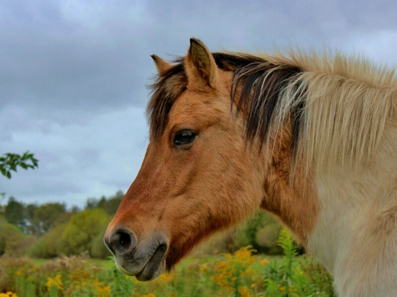 Brown Horse in Field — Calm, Afternoon, Photograph, Sky