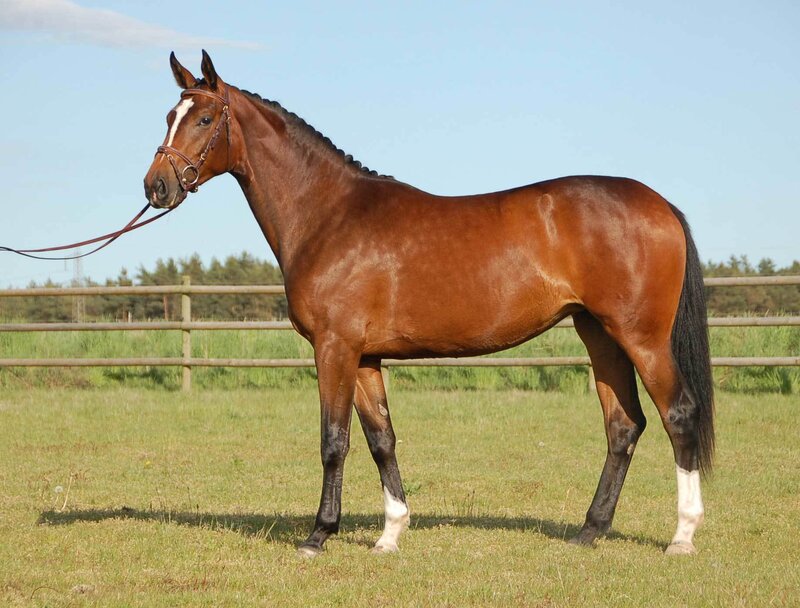Brown Horse in Field — Calm, Afternoon, Photograph