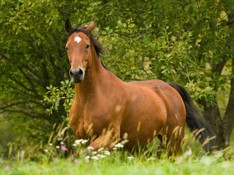 Brown Horse in Field — Calm, Afternoon, Photograph, Trees, Grass