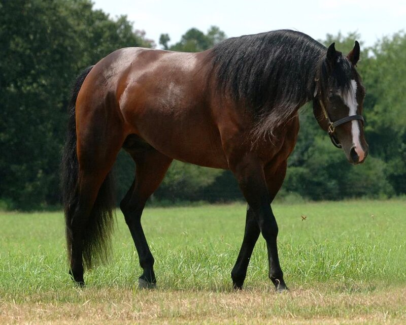 Brown Horse in Field — Calm, Afternoon, Photograph, Trees, Sky