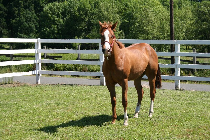 Brown Horse in Field — Calm, Afternoon, Photograph, White Fence, Green Grass