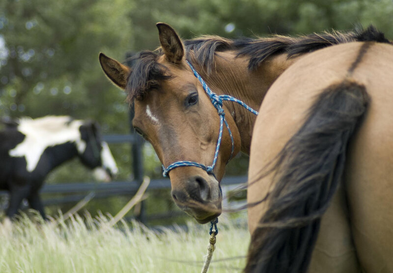Brown Horse in Field — Calm, Afternoon
