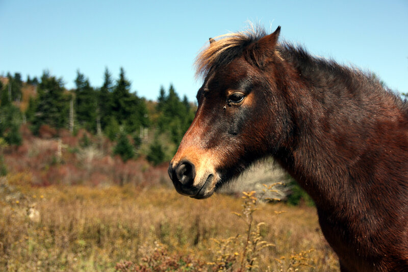 Brown Horse in Field — Calm, Autumn, Photograph