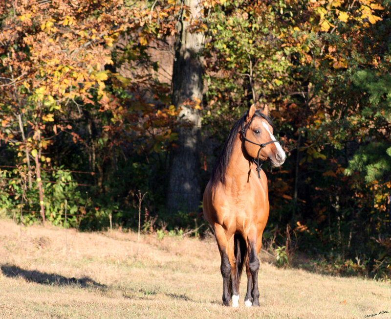 Brown Horse in Field — Calm, Autumn