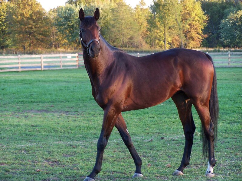 Brown Horse in Field — Calm, Sunset