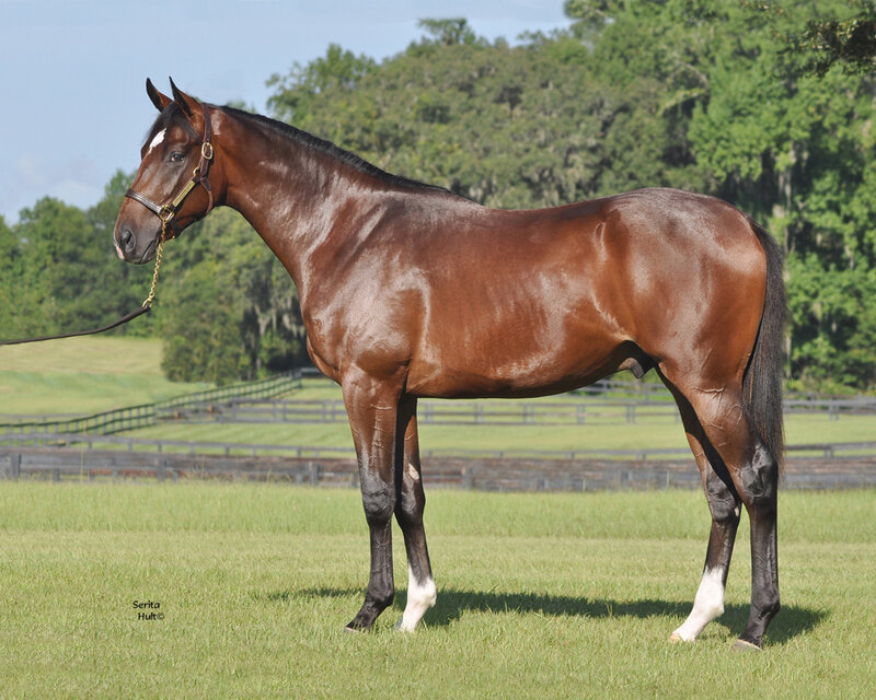 Brown Horse in Field — Calm