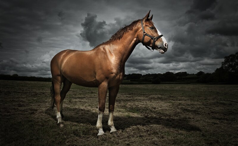 Brown Horse in Field — Dramatic, Afternoon, Photograph