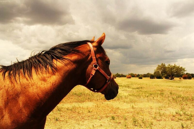 Brown Horse in Field — Dramatic, Afternoon