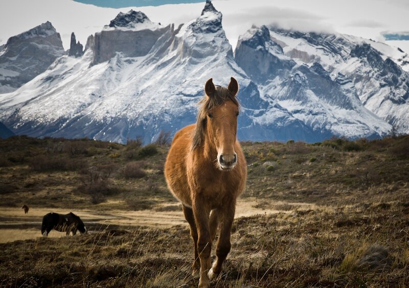 Brown Horse in Field — Dramatic, Photograph