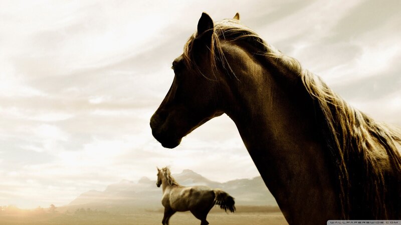 Brown Horse in Field — Dramatic, Sunset, Photograph