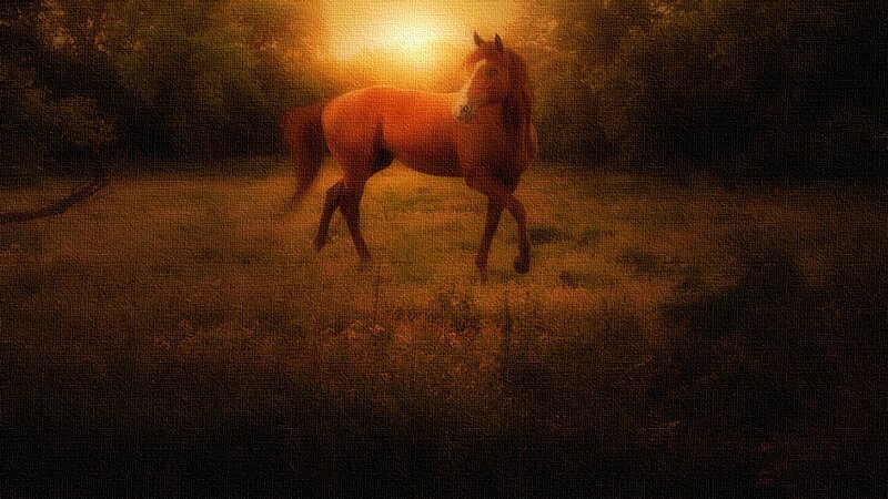 Brown Horse in Field — Dramatic, Sunset