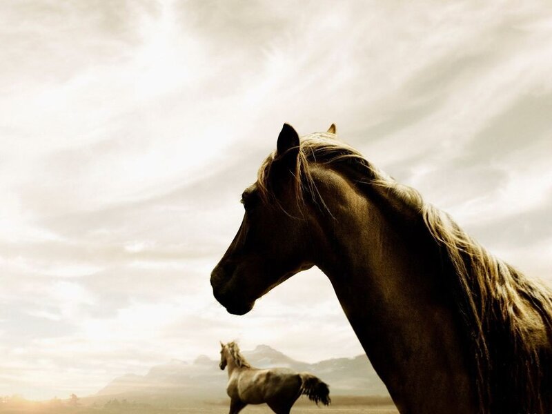 Brown Horse in Field — Dramatic