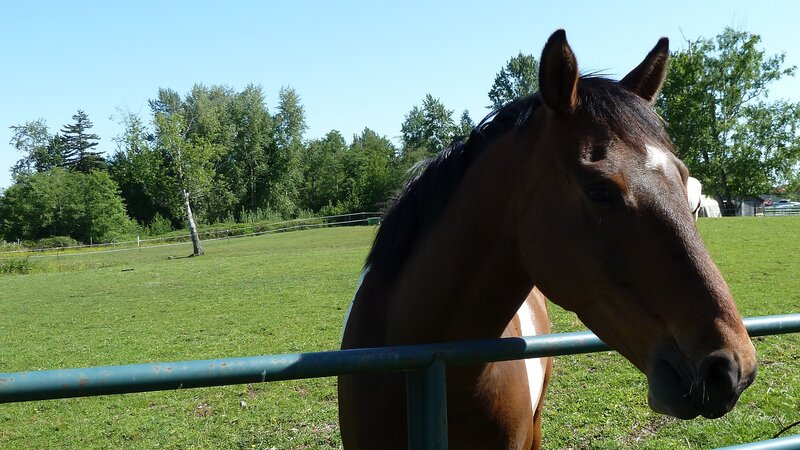 Brown Horse in Field — Green, Calm, Afternoon, Photograph, Fence