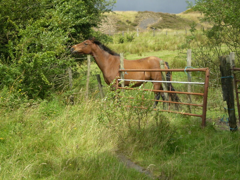 Brown Horse in Field — Green, Calm, Afternoon, Photograph