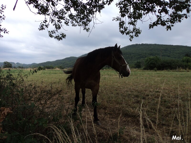 Brown Horse in Field — Green, Calm, Afternoon, Photograph, Tree