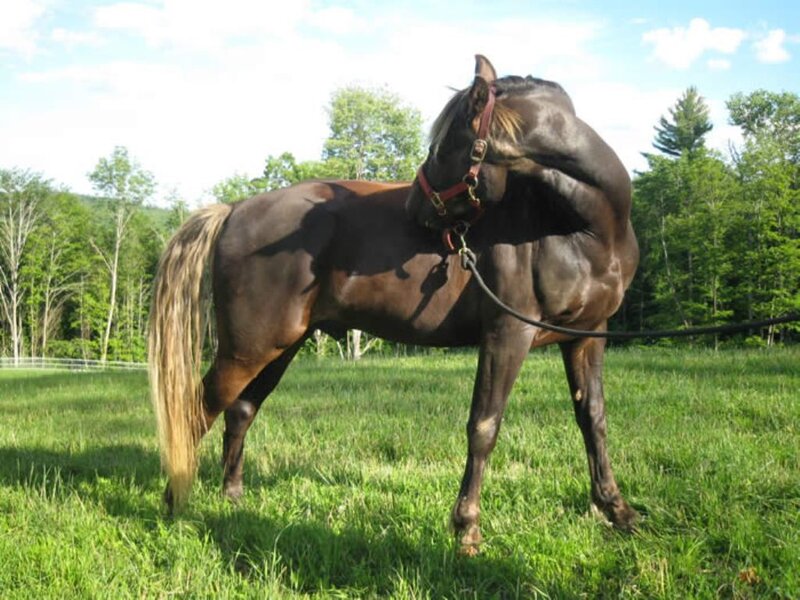 Brown Horse in Field — Green, Calm