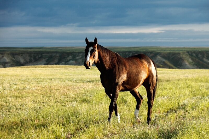 Brown Horse in Field — Green, Serene, Afternoon, Photograph, Grass, Sky
