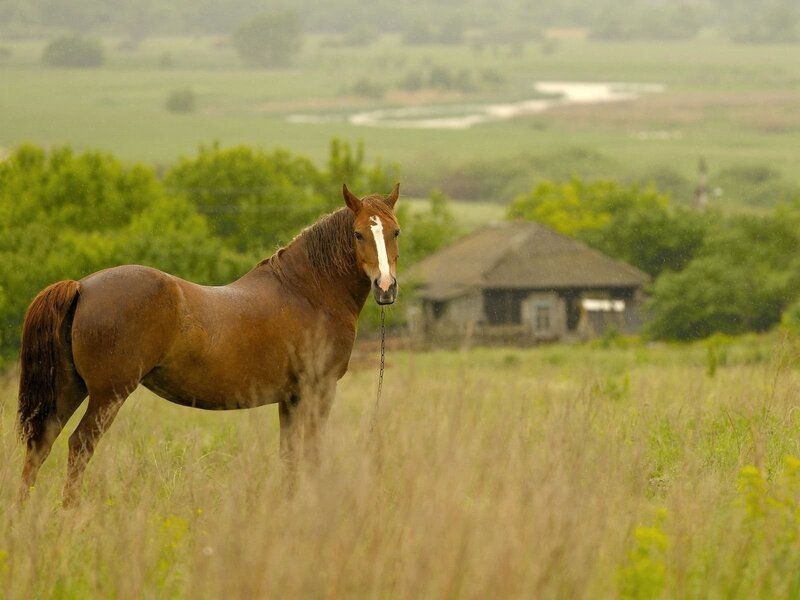 Brown Horse in Field — Green, Serene, Morning