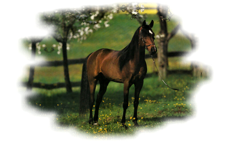 Brown Horse in Field — Green, Serene, Spring