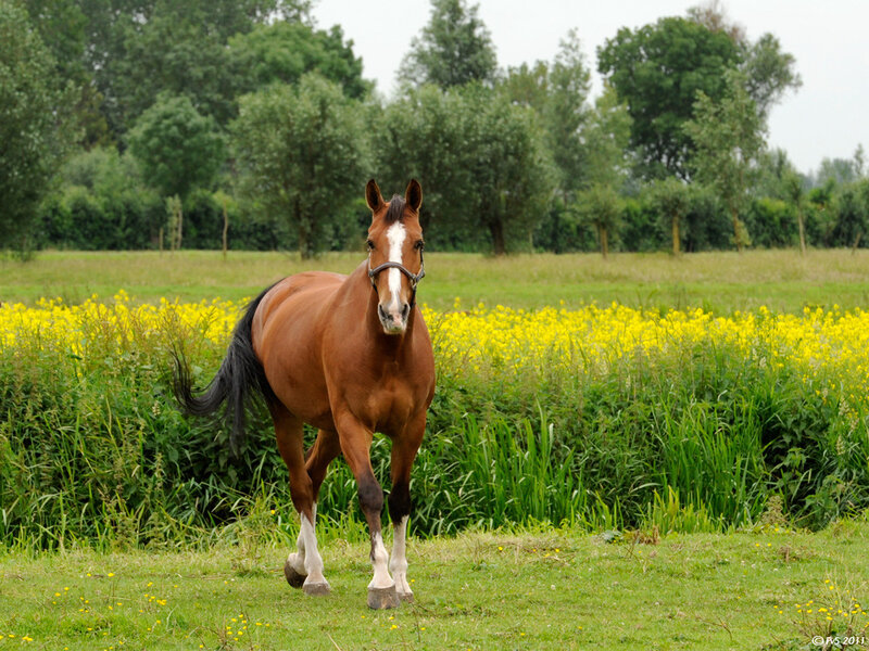 Brown Horse in Field — Green, Serene, Summer