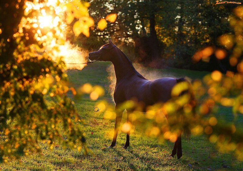 Brown Horse in Field — Green, Serene, Sunset, Photograph