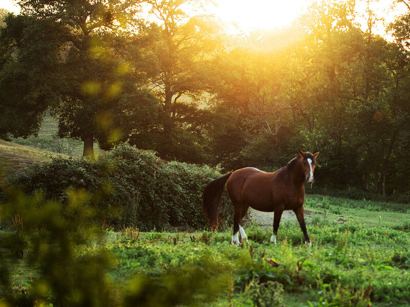 Brown Horse in Field — Green, Serene, Sunset